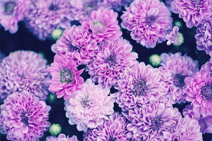 The meaning of chrysanthemums - Verdissimo