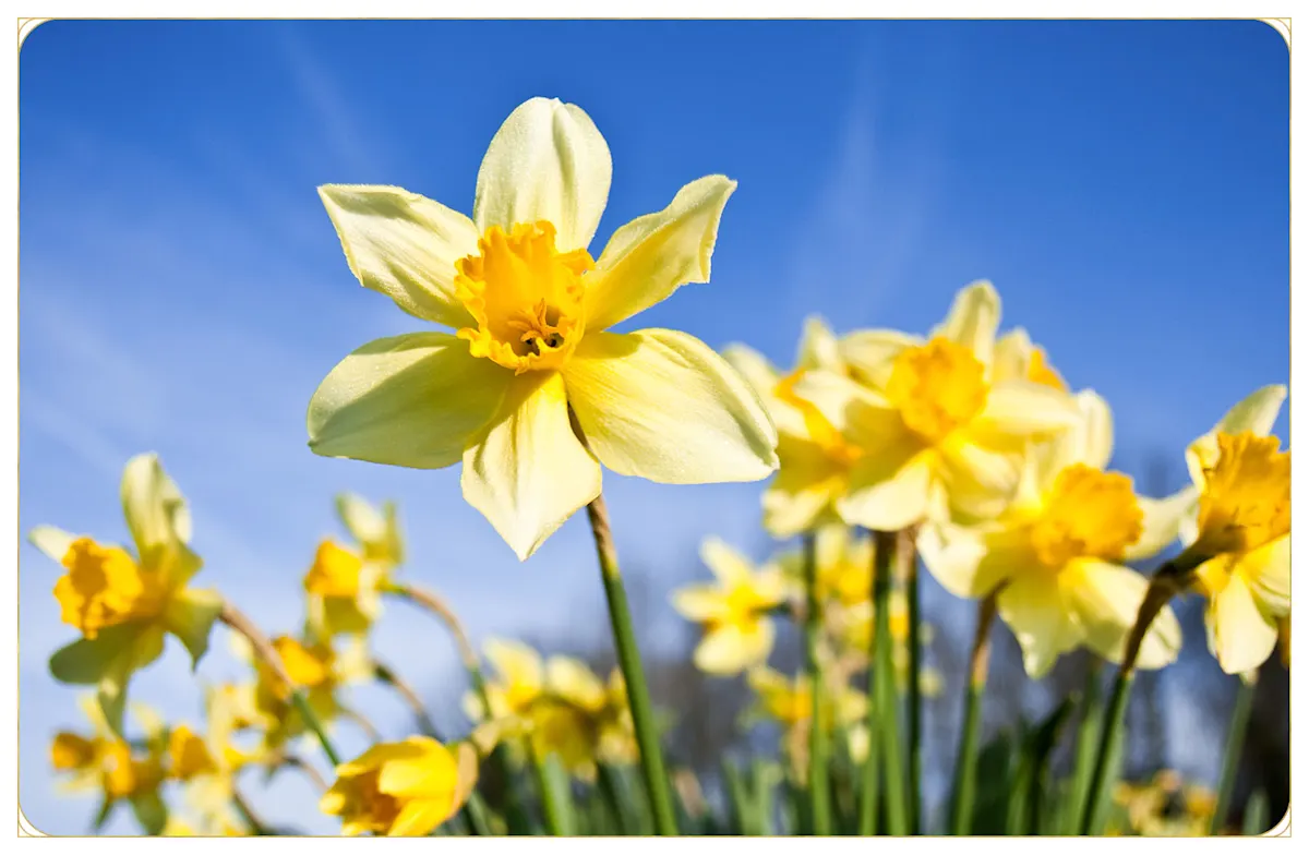 Daffodil Care Guide How to Care for Daffodils + Growing Tips ProFlowers