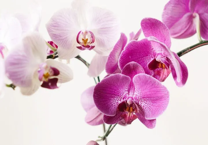 How to Care for Orchids