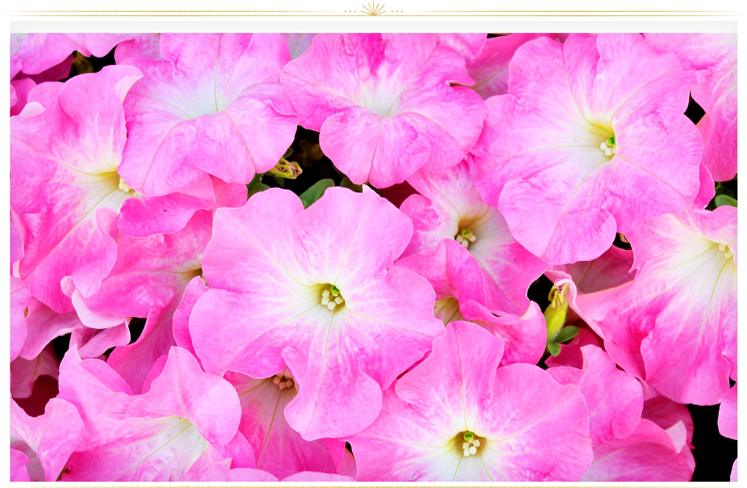 pink flowers names