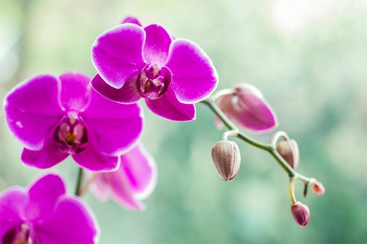 Orchid Meaning And Symbolism Ftd Com