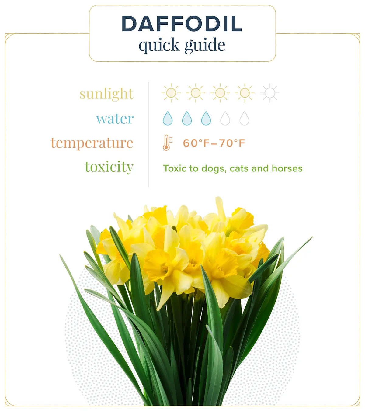 Daffodil Care Guide How to Care for Daffodils + Growing Tips ProFlowers