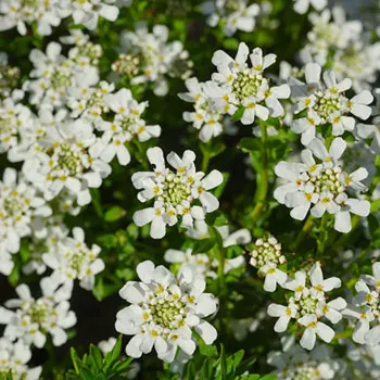 evergreen-candytuft-324393