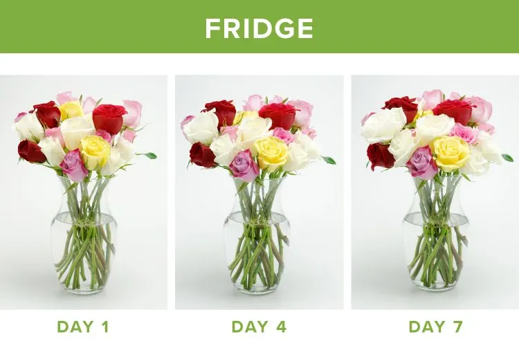 how-to-make-flowers-last-longer-9-tricks-proflowers