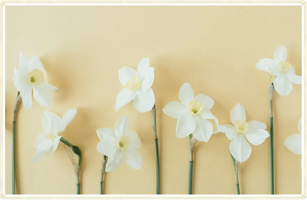 march-birth-flower-daffodils