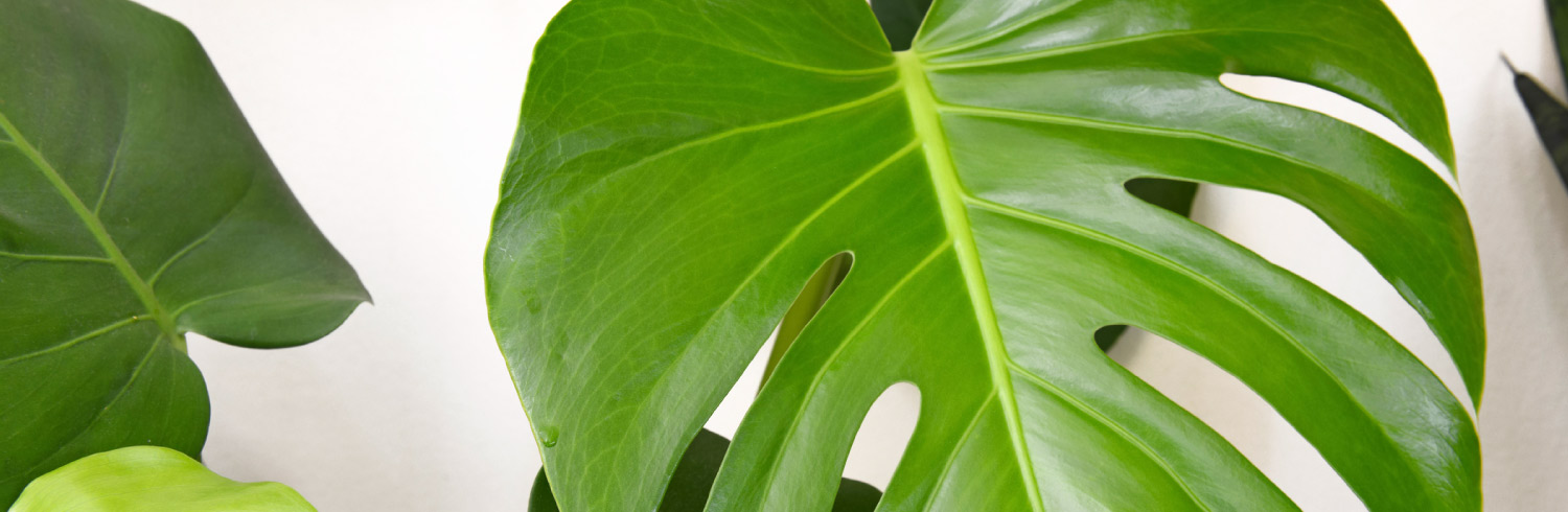 Philodendron Care Guide: Growing Information |
