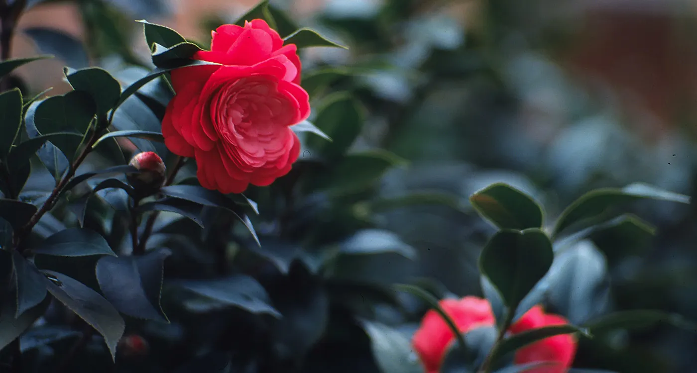 Alabama State Flower - The Camellia