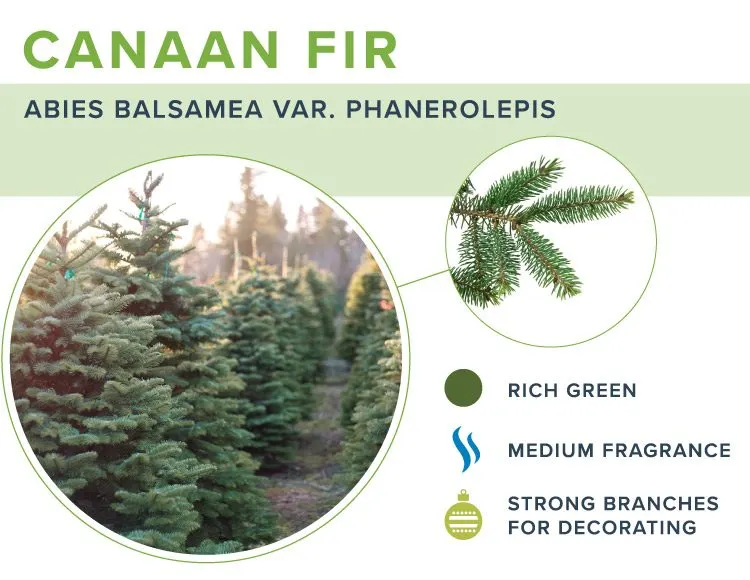 types-of-christmas-trees-canaan