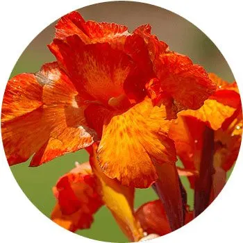 orange-canna