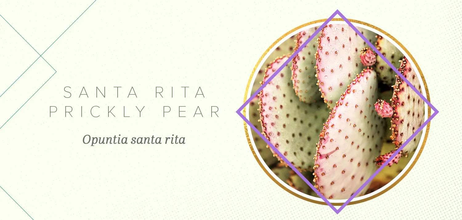 colorful-succulents-Santa-Rita-Prickly-Pear