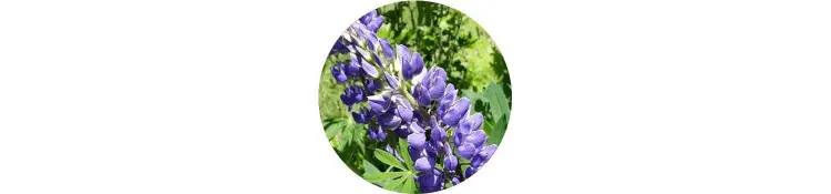 purple-lupinus