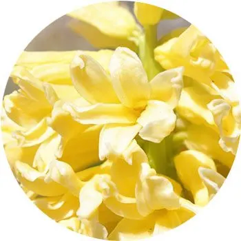 yellow-hyacinthus-orientalis