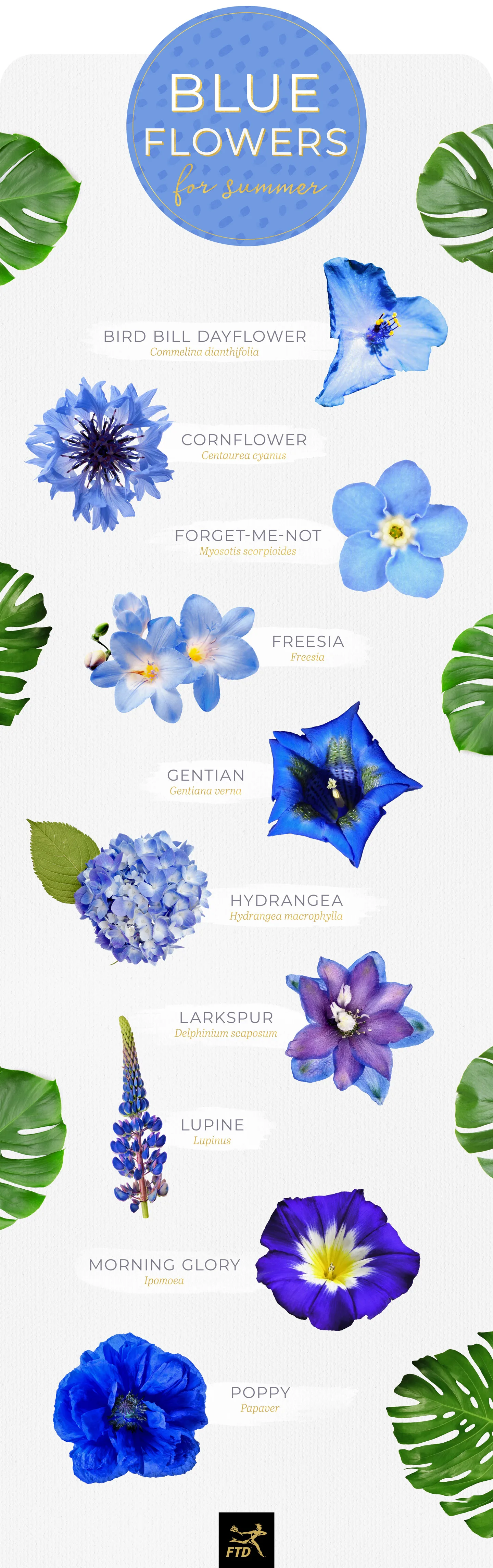 blue-flowers-summer