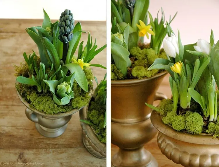 spring-bulbs-and-moss