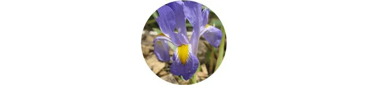 purple-iris-reticulata