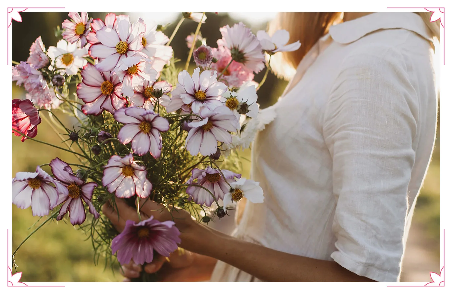 perfect-flowers-for-every-wedding-anniversary-cosmos