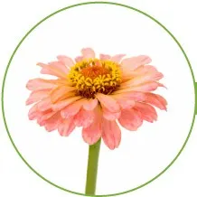 03-ZANIA-longest-lasting-flowers