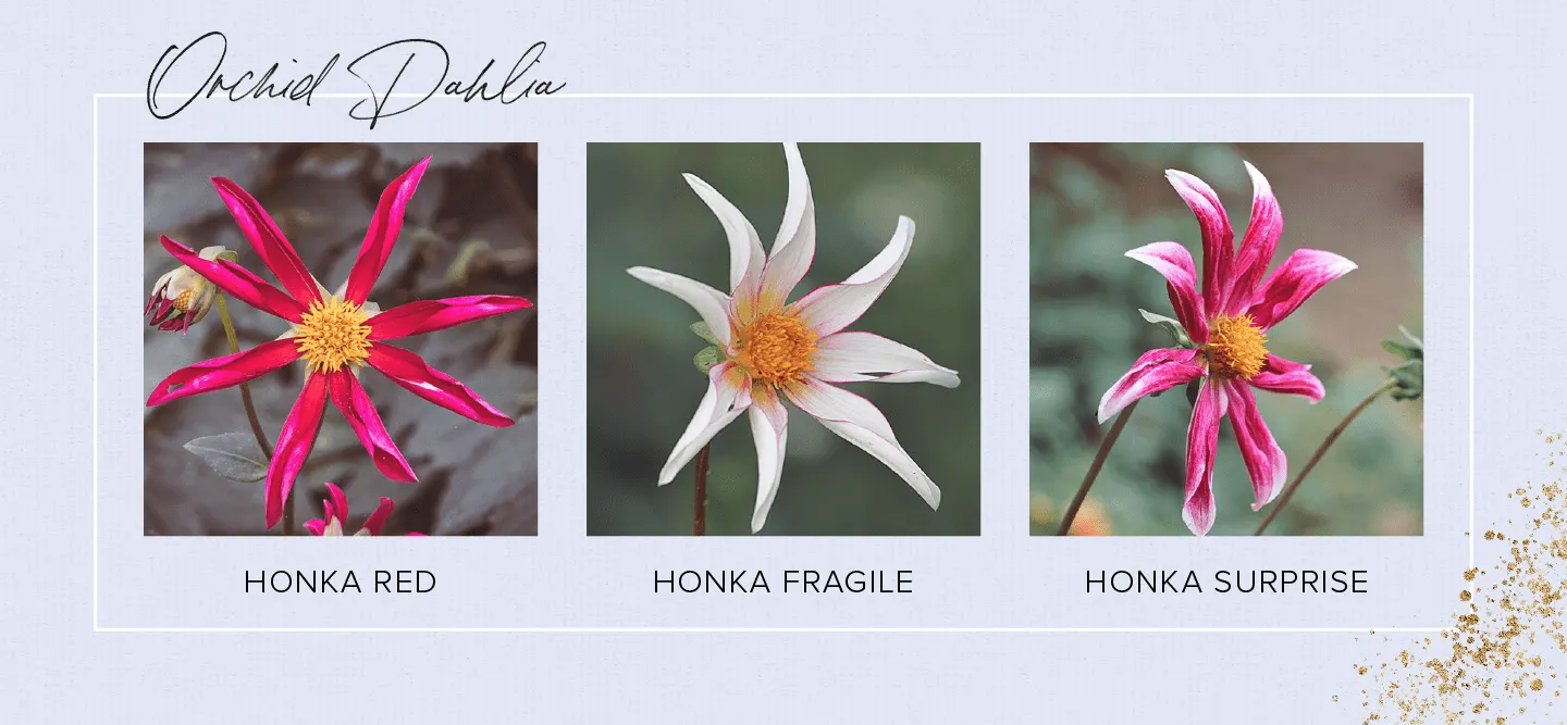 33 Types of Dahlias to Brighten Up Your Garden