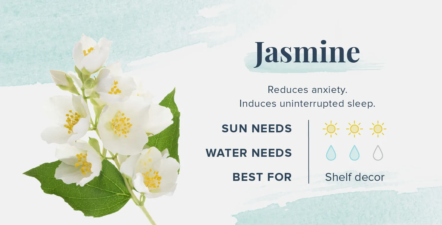 Plants-That-Help-You-Sleep-Jasmine