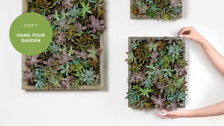 How to Make a Succulent Wall Garden | Proflowers Blog