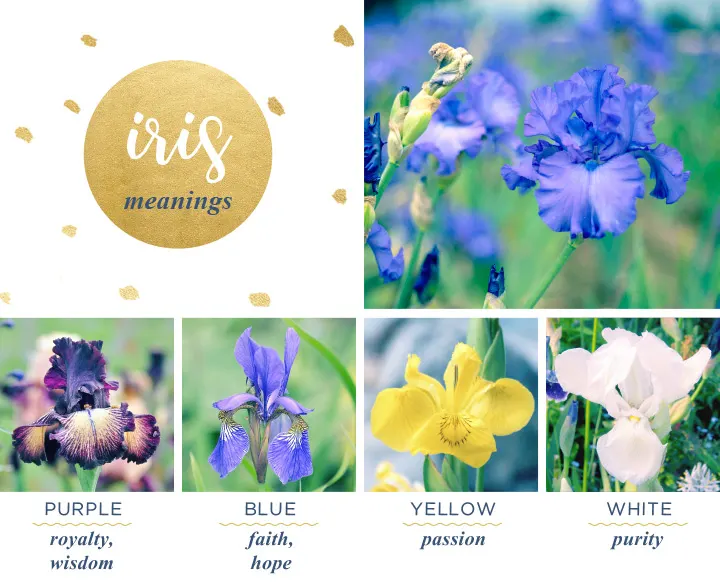 Iris Meaning and Symbolism