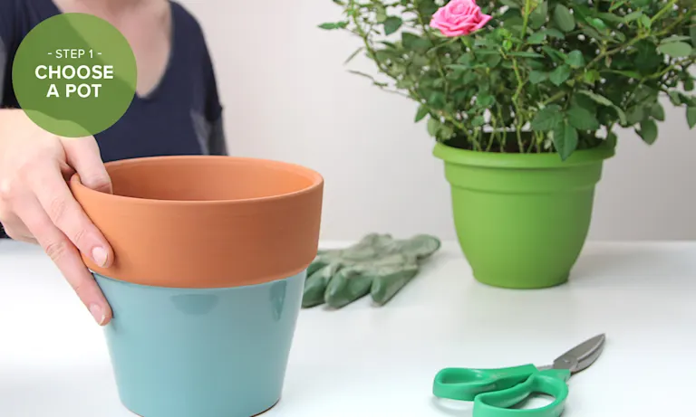 How to Repot a Plant: 7 Simple Steps With Pictures | Proflowers Blog