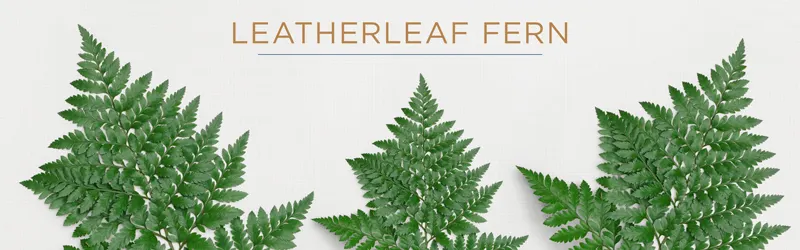 leatherleaf-fern