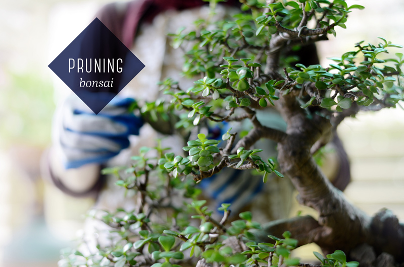 Bonsai Tree Care: Tips and Techniques for Healthy, Thriving Miniature  Gardens, Ultimate Guide - Green Souq UAE