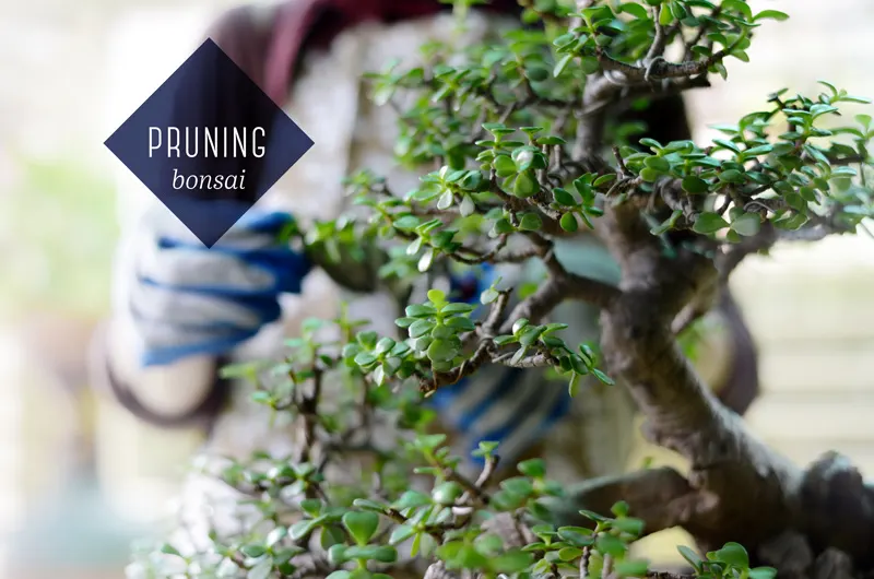 pruning-bonsai