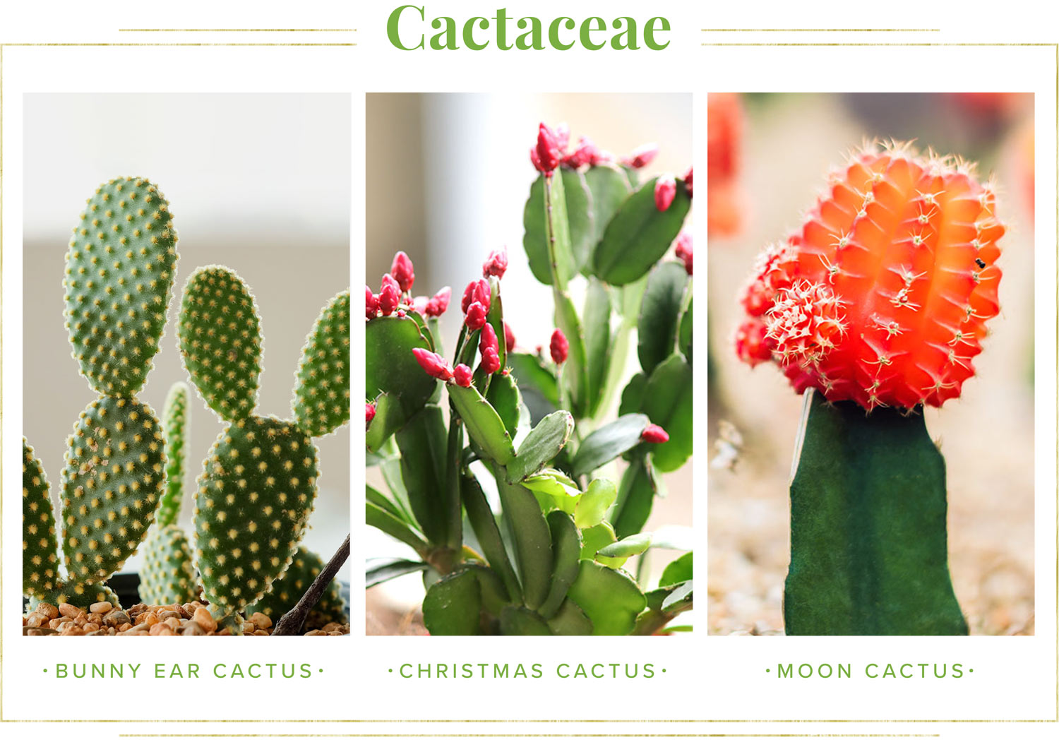 cactus types