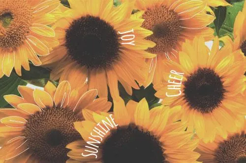 The Power of the Sun…flower: 3 Health Benefits of Sunflowers