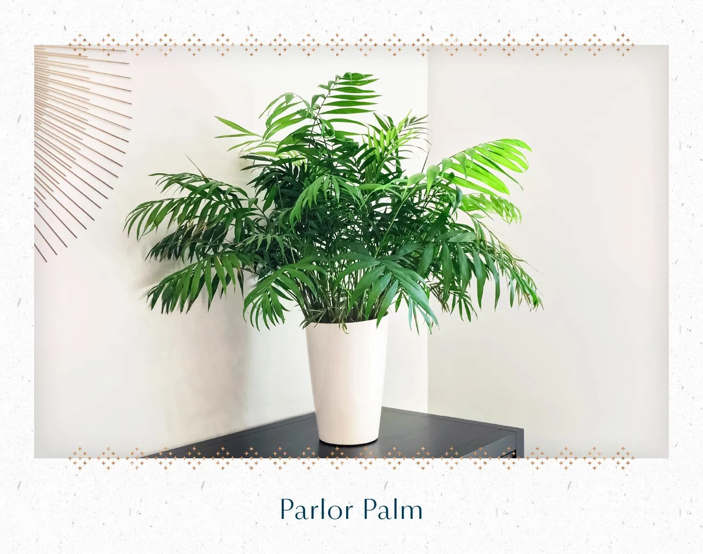 parlor-palm