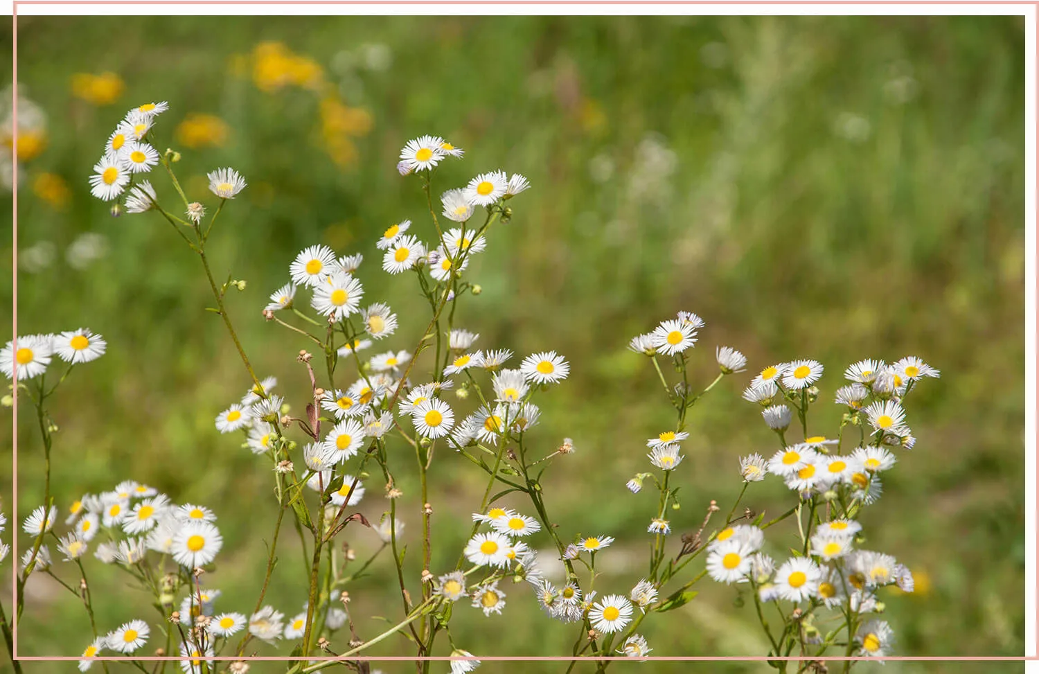 flowering-weeds-and-unexpected-beauty-21-fleabane