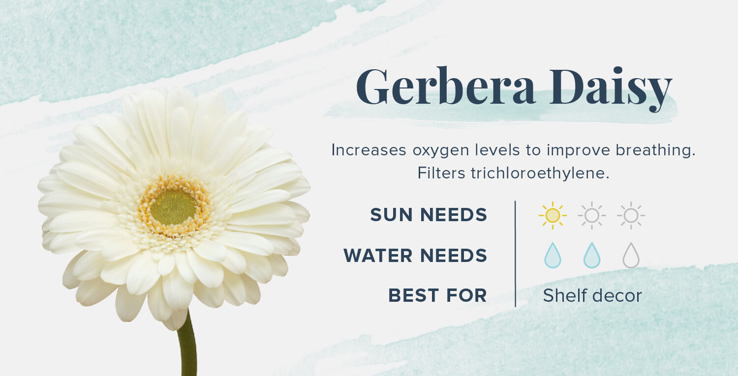 gerbera daisy plants that help you sleep
