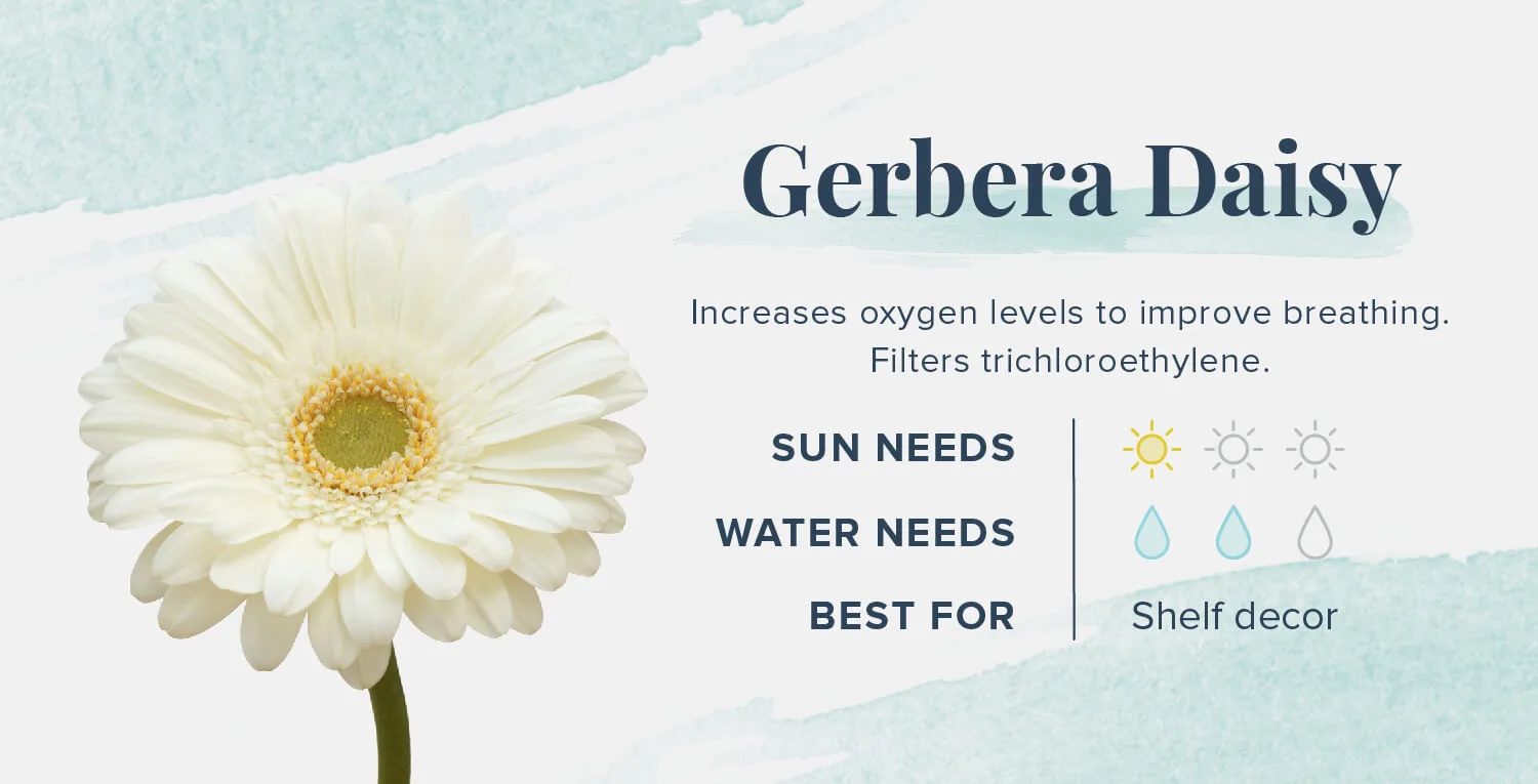 Plants-That-Help-You-Sleep-Gerbera-Daisy