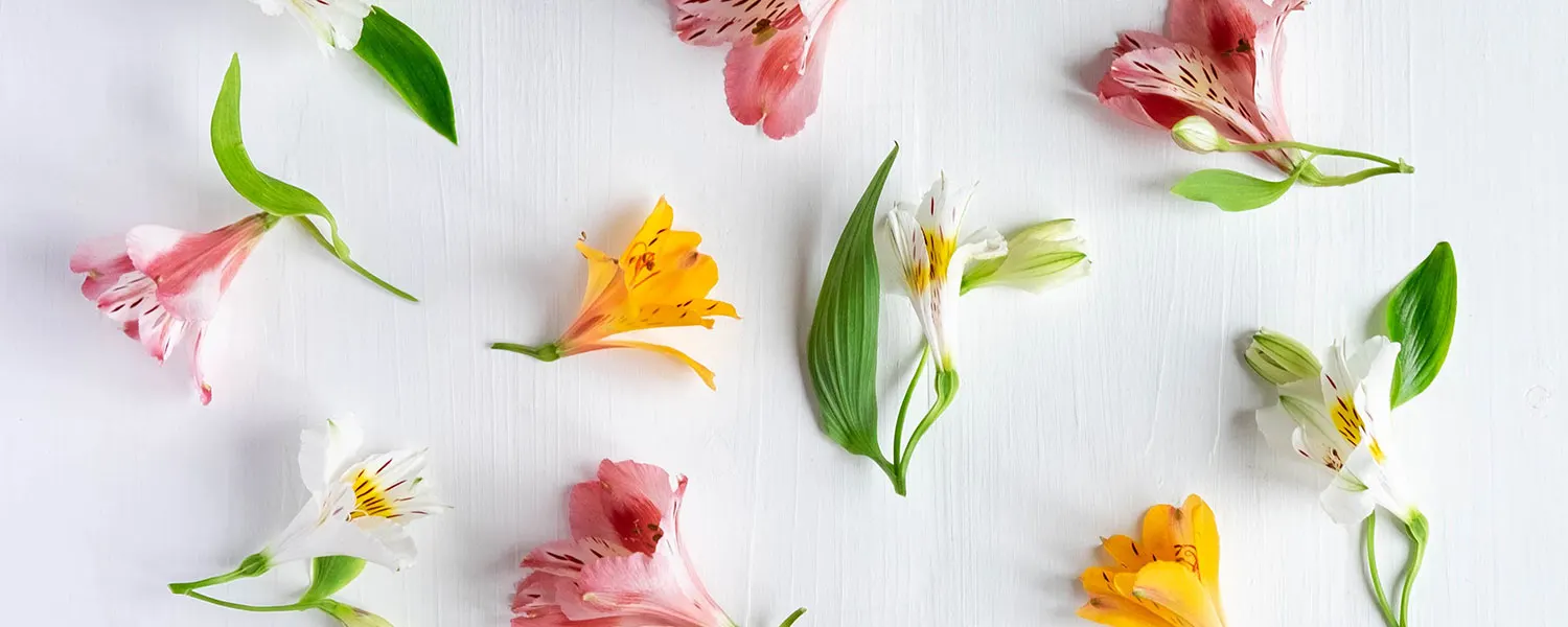 Alstroemeria Care Guide: Easy Plant, Grow and Care Tips