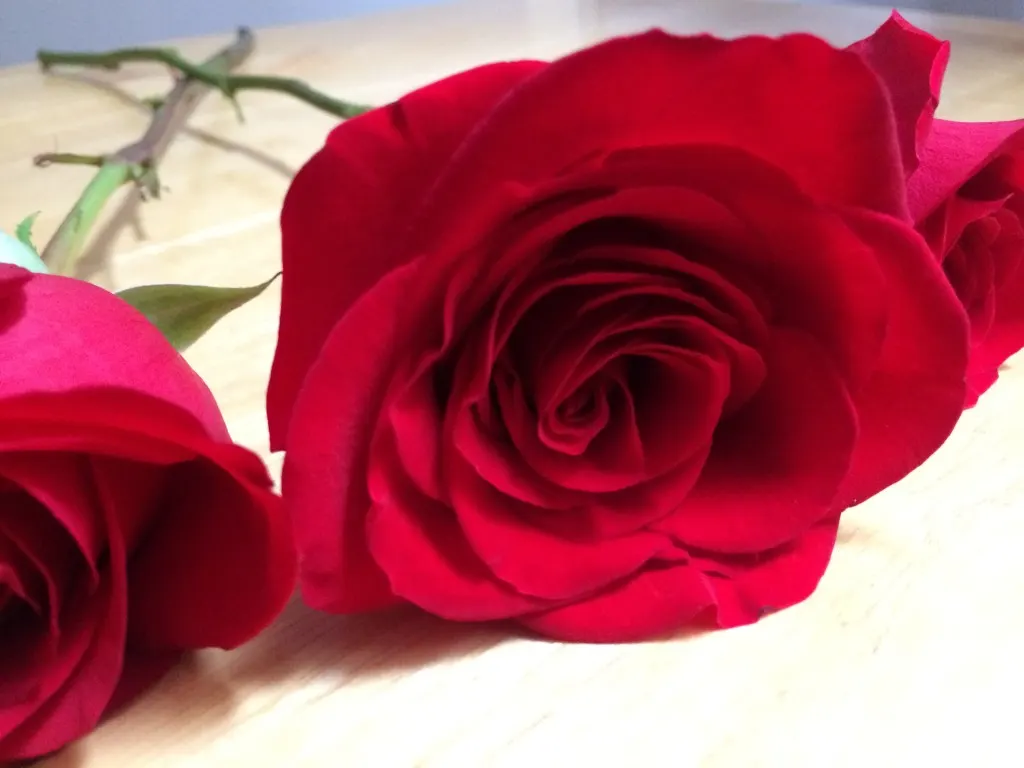 Easy Steps on How to Dry Your Roses