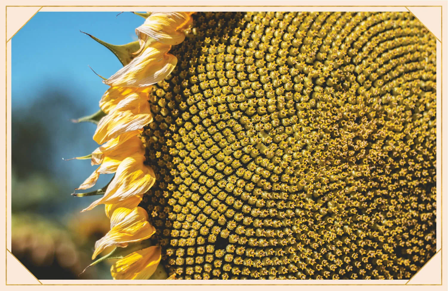 8-sunflower-facts