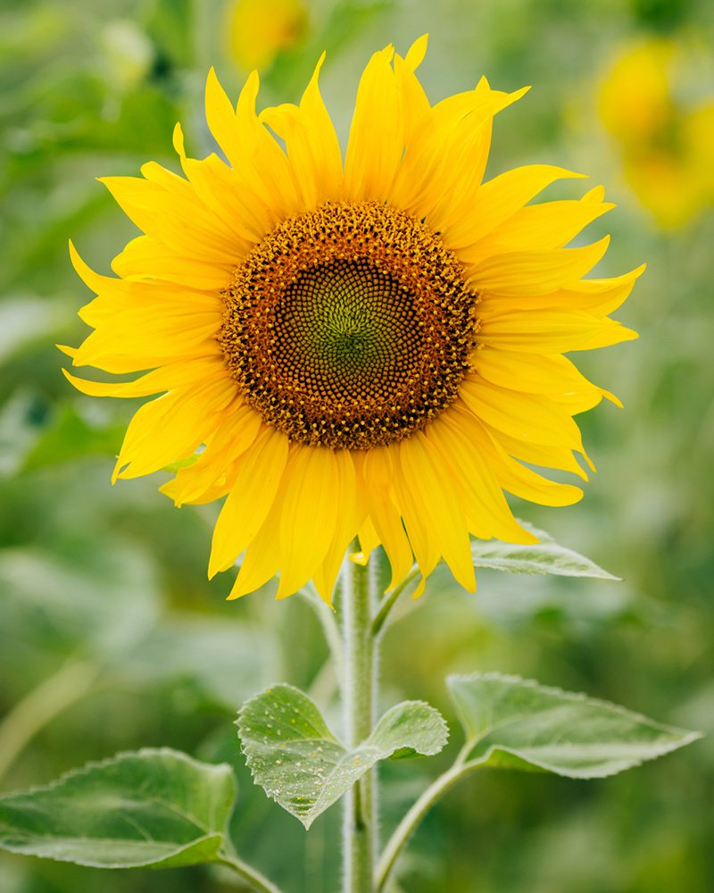 History and Meaning of Sunflowers 