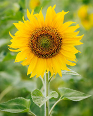 History And Meaning Of Sunflowers ProFlowers Blog