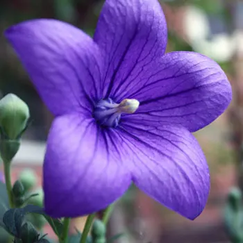 balloon-flower-829670