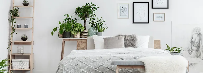 18 Plants That Help You Sleep Better Than Ever | ProFlowers