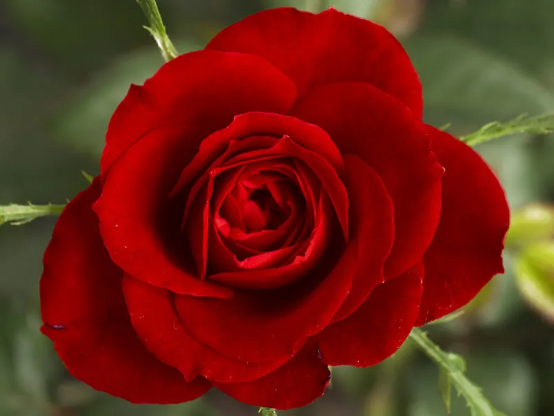 800px-Small Red Rose