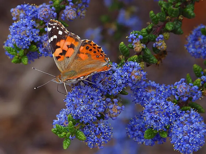 Garden Treasures - Where Do Butterflies Come From?