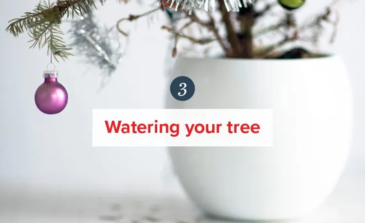 How to Take Care of Your Christmas Tree