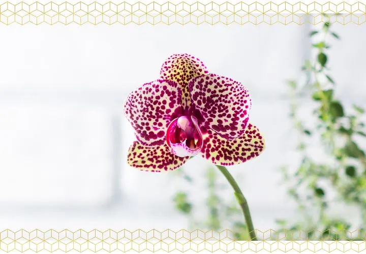 How to Care for Orchids