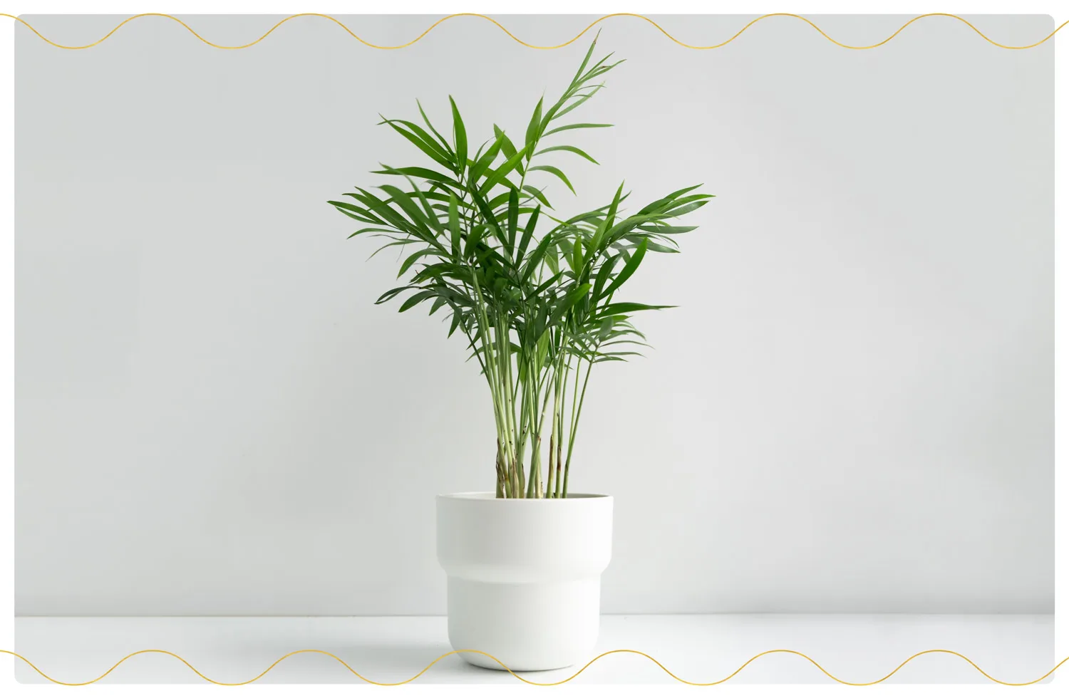 The 23 Best Air-Purifying Plants for Your Home