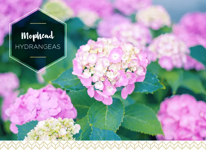 Types of Hydrangeas A Visual Guide
