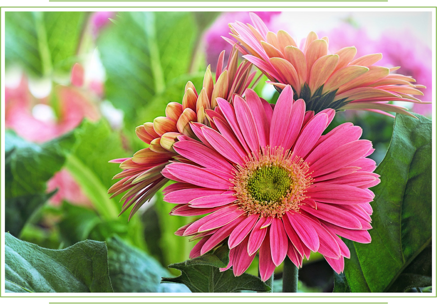 Pink gerbera alfa gerber