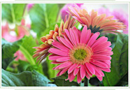 Gerbera Daisy Care Guide Growing Information Tips And Meaning 